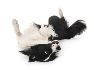 border collie in studio