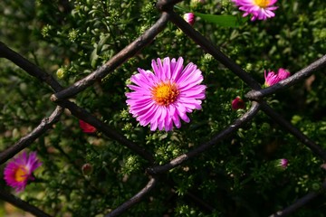 Aster widziany przez stare ogrodzenie. © Jan