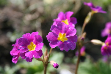 Obraz premium purple flowers in the garden