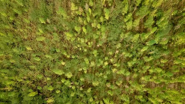 Arieal of a hemp field
