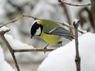 Obraz premium Titmouse sitting on a branch in the winter forest. Concept for first snow, cold weather, tit in snowfall