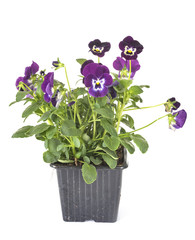 viola plant in studio