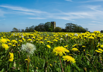 Fototapeta premium Dandelion Field