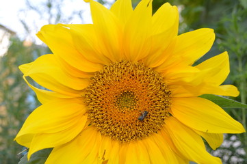 Obraz premium sunflower on green background