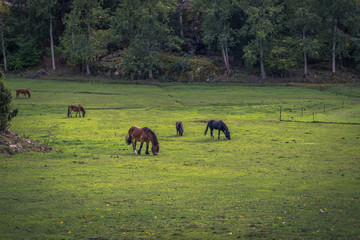 Horses on a farm in the Swedish Archipelago, Sweden