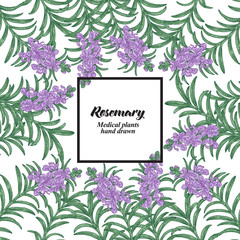 Hand drawn background with rosemary flowers and leaves. Medical plants. Vector illustration.