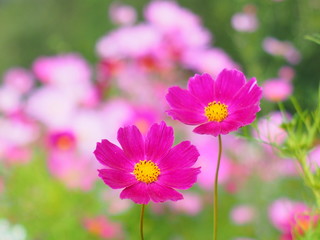 Obraz premium 寄り添うピンクのコスモス