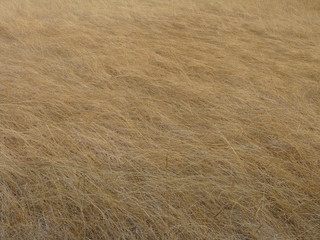 field grass yellow countryside