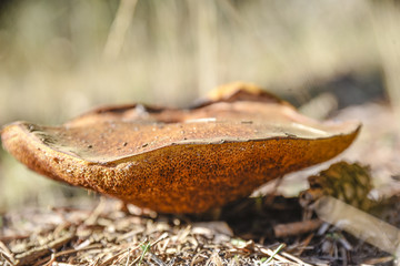 Variedad de hongos de diverso tipo y colorido desde los mas inofensivos a los mas peligrosos bonita ilustración de setas de este maravillo otoño en los montes regados por la lluvia de verano