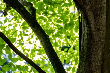 Fototapeta premium green tree leaf