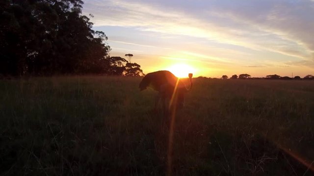 Enjoy a South African Sunrise with a friendly female Ostrich. The video piece zooms in and changes view to focus on the Ostrich who seems to be posing.