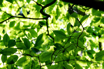 Fototapeta na wymiar green tree leaf