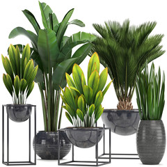 collection Exotic plants