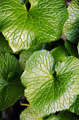 Japanese horseradish leaves