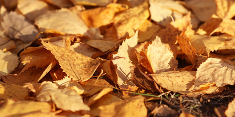 Naklejka na ściany i meble Yellow autumn leaves on the ground