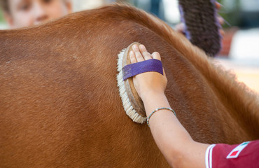 Children grooming horse with a brush