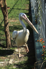portrait of pelican