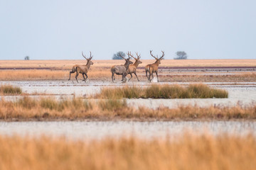 Red deer in wild nature, beautiful steppe landscape with herd of deer (Cervus Elaphus). Stag with large branched horns running through marshland. Dzharylhach island, national nature park, Ukraine