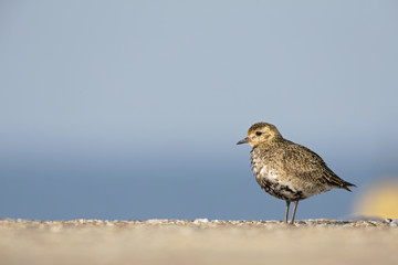 An European golden plover (Pluvialis apricaria) resting in the morning sun on the Island Heligoland- With golden coloured feathers 