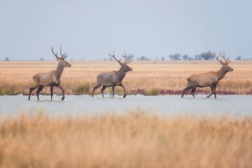 Fototapeta na wymiar Red deer in wild nature, beautiful steppe landscape with herd of deer (Cervus Elaphus). Stag with large branched horns running through marshland. Dzharylhach island, national nature park, Ukraine