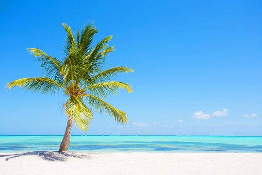 Palm tree on tropical paradise beach