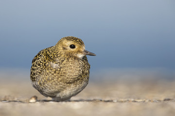 An European golden plover (Pluvialis apricaria) resting in the morning sun on the Island Heligoland- With golden coloured feathers 