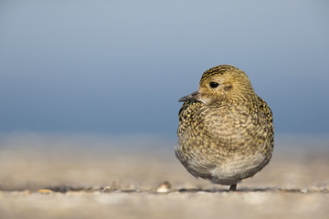 An European golden plover (Pluvialis apricaria) resting in the morning sun on the Island Heligoland- With golden coloured feathers 
