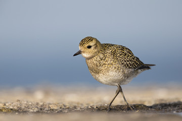An European golden plover (Pluvialis apricaria) walking and foraging in the morning sun on the Island Heligoland.