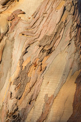 A full frame photograph of textured bark on a tree trunk
