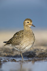 An European golden plover (Pluvialis apricaria) stretching its neck in the morning sun on the Island Heligoland- With golden coloured feathers 