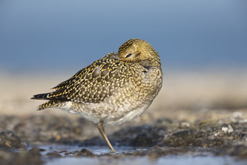An European golden plover (Pluvialis apricaria) resting in the morning sun on the Island Heligoland- With golden coloured feathers 