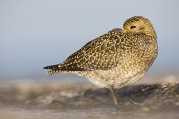 An European golden plover (Pluvialis apricaria) resting in the morning sun on the Island Heligoland.