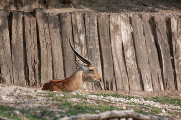 impala in savanna