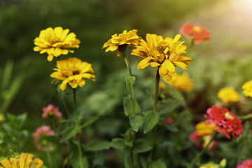 Zinnia Autumn flower design. In warm sunlight