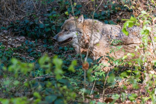 Nahaufnahme eines m&auml;nnlichen Wolfes in seinem Revier, Deutschland