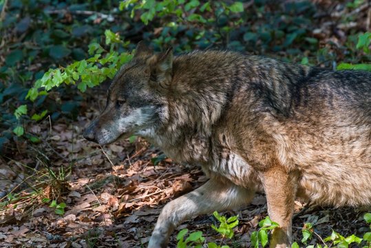 Nahaufnahme eines m&auml;nnlichen Wolfes in seinem Revier, Deutschland