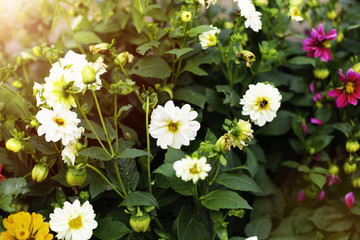 Dahlia Autumn flower design. In warm sunlight