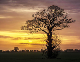 Fototapeta na wymiar Winter Tree Silouette at Sunrise