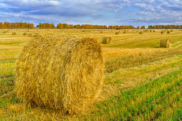 Picturesque autumn landscape with beveled field and straw bales. Beautiful agriculture background
