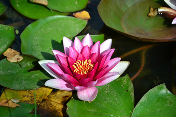 water Lily on the pond 