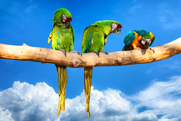 Parrots - Ara ararauna on tree. Tropical vacation concept