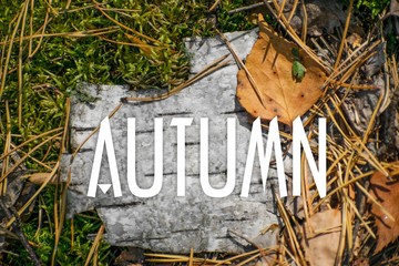 Birch bark surface background image. Autumn leaves, natural woodland background. Background of autumn leaves. Autumn background.