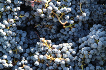 Grapes