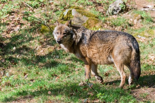 Nahaufnahme eines m&auml;nnlichen Wolfes in seinem Revier, Deutschland