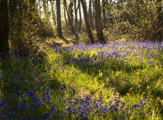 Bluebell Woods