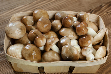 Mushroom Suillus in wooden box. Autumn Cep Mushrooms over Wooden Dark Background, close up on wood rustic table.
