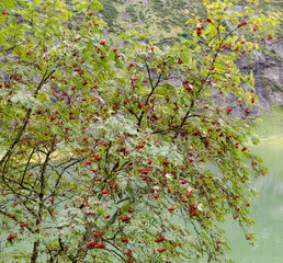 mountain ash bush