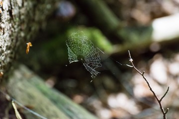 Spinnennetz einer Kreuzspinne funkelt im Sonnenlicht