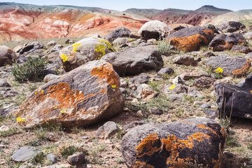 pile of stones covered with multi-colored moss. Rocky terrain. Dramatic tinting