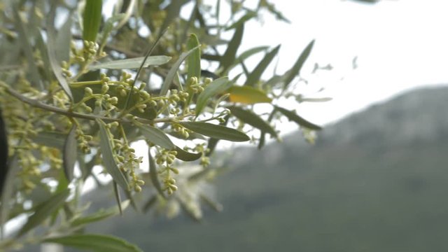 Branches of olive tree